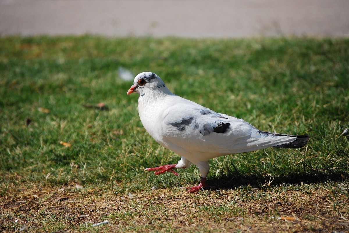 Rock Pigeon (Feral Pigeon) - ML621594454