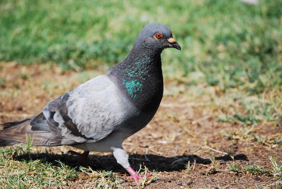 Rock Pigeon (Feral Pigeon) - ML621594455