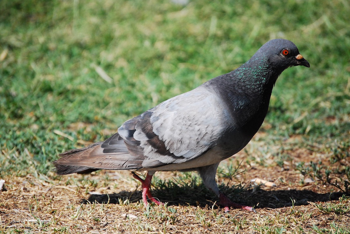 Rock Pigeon (Feral Pigeon) - ML621594456