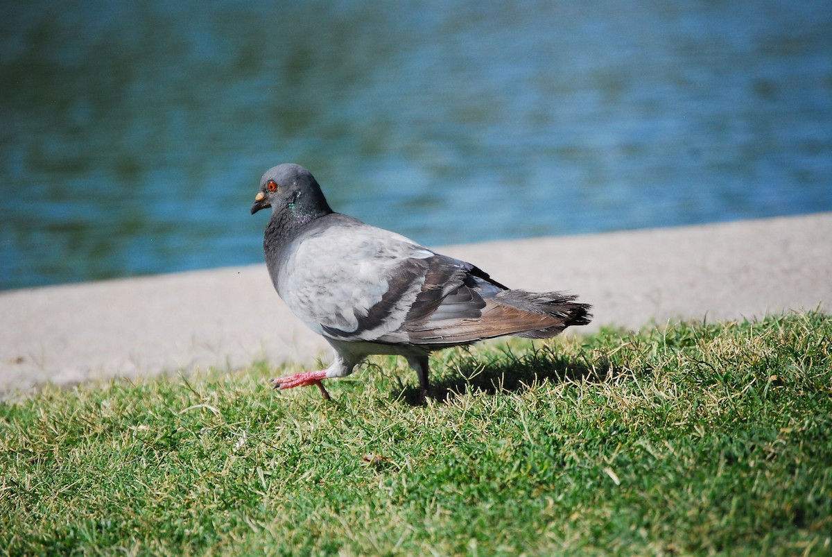 Rock Pigeon (Feral Pigeon) - ML621594457