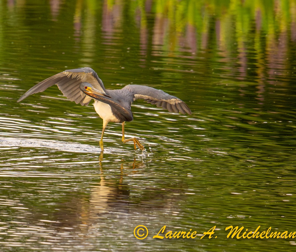 Tricolored Heron - ML621594469