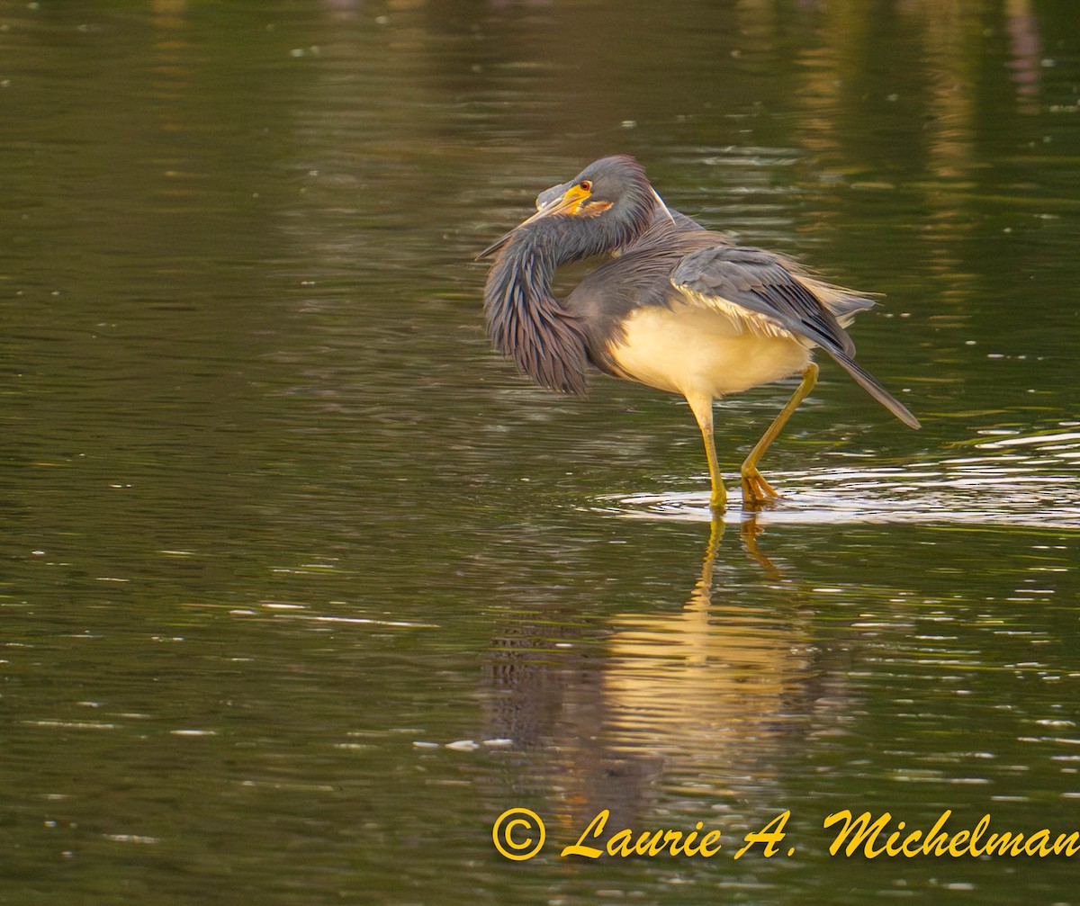 Tricolored Heron - ML621594470