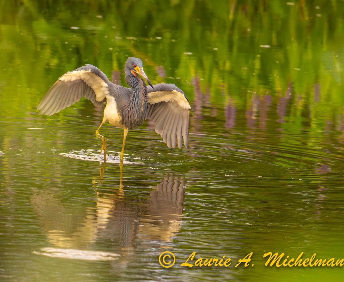 Tricolored Heron - ML621594471