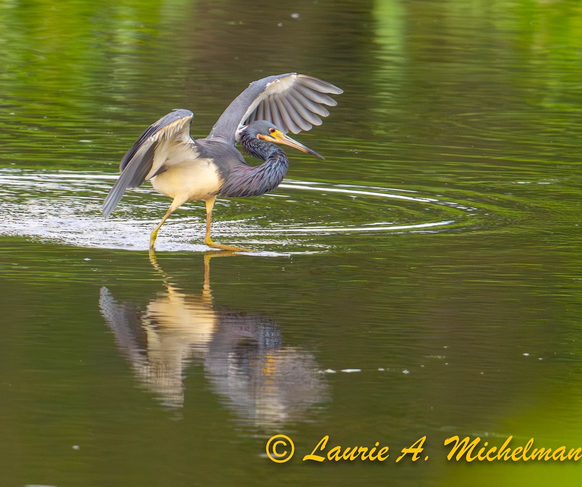 Tricolored Heron - ML621594472