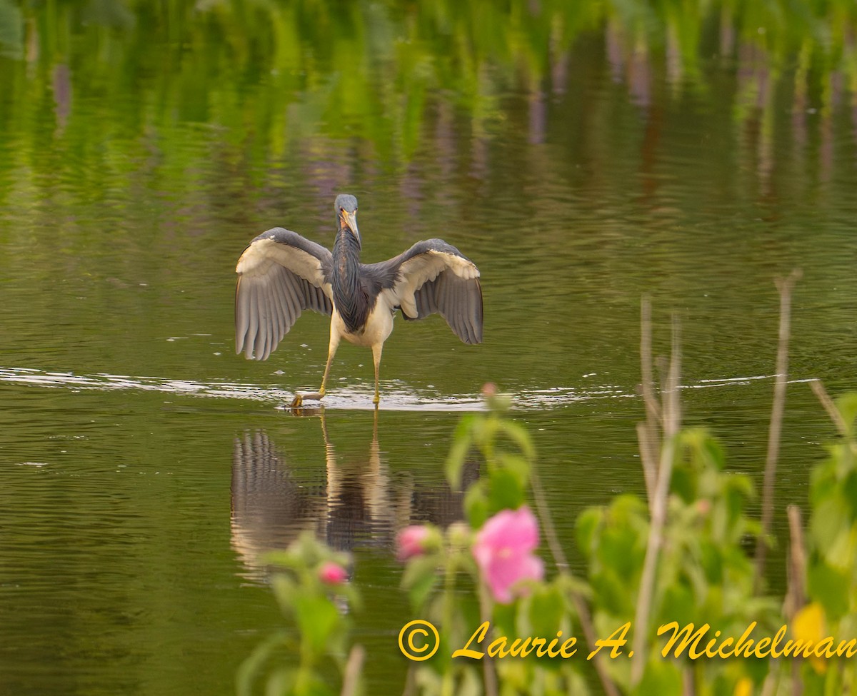 Tricolored Heron - ML621594473