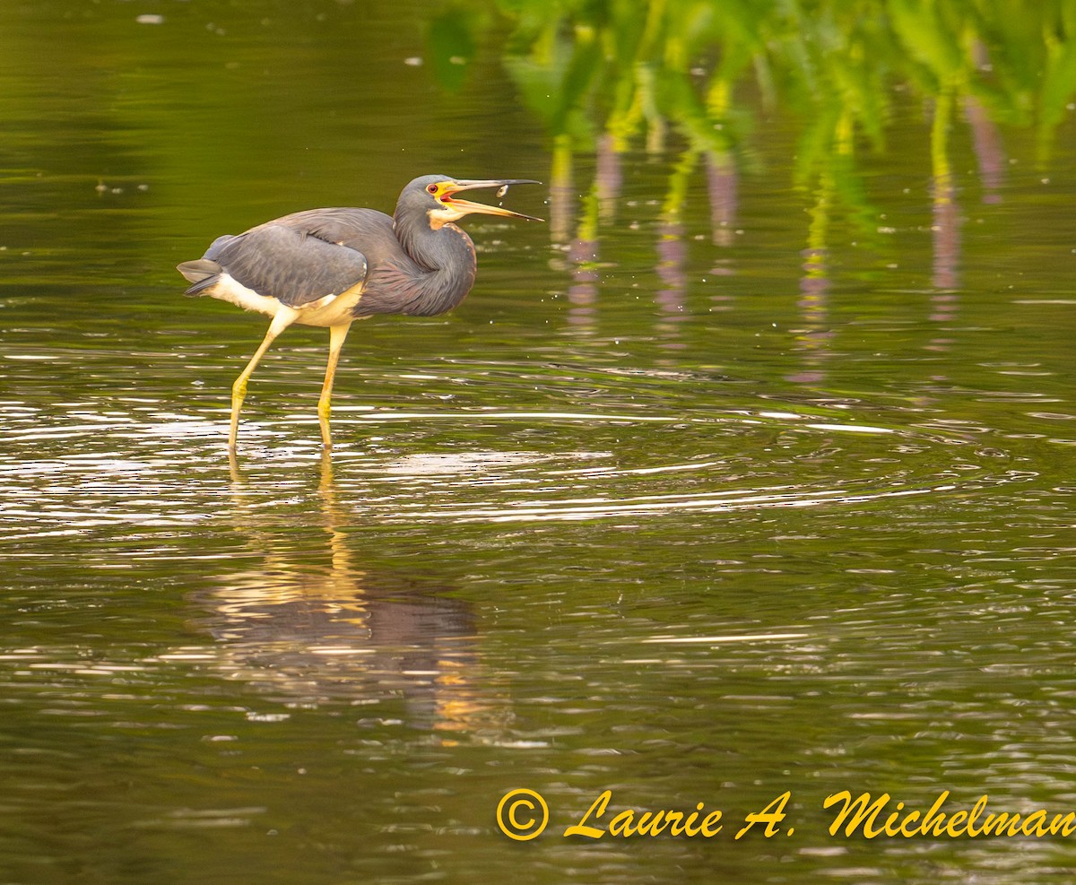 Tricolored Heron - ML621594474