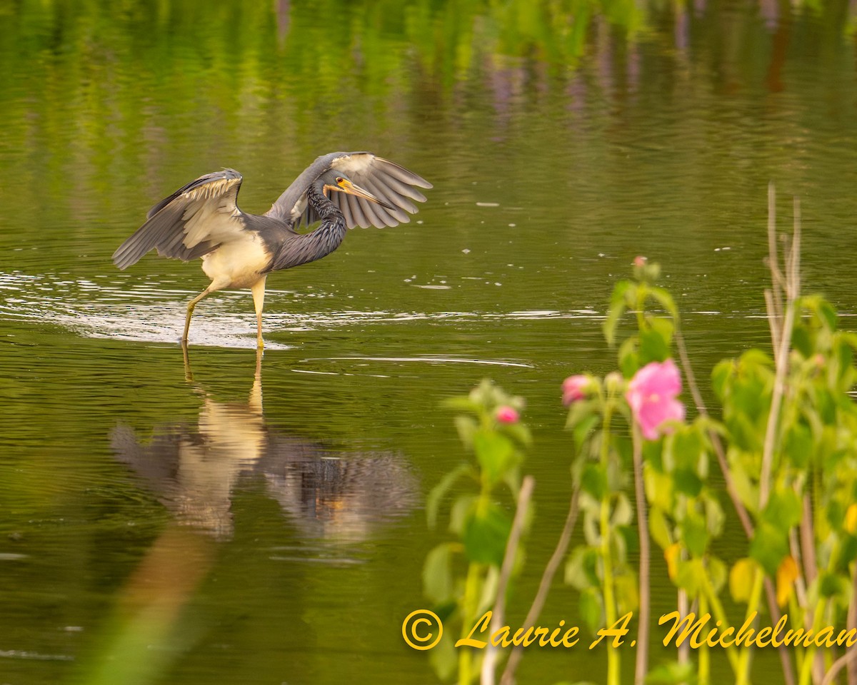 Tricolored Heron - ML621594475