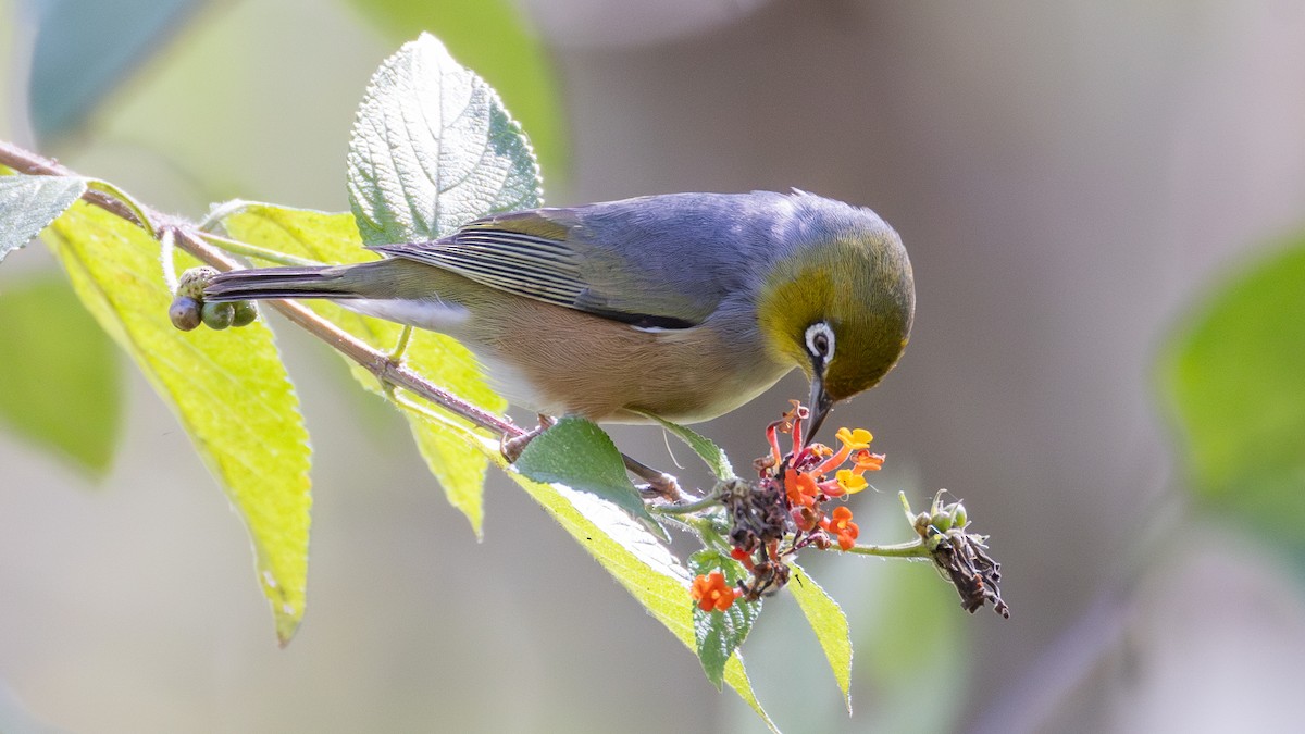 Silvereye - ML621594597