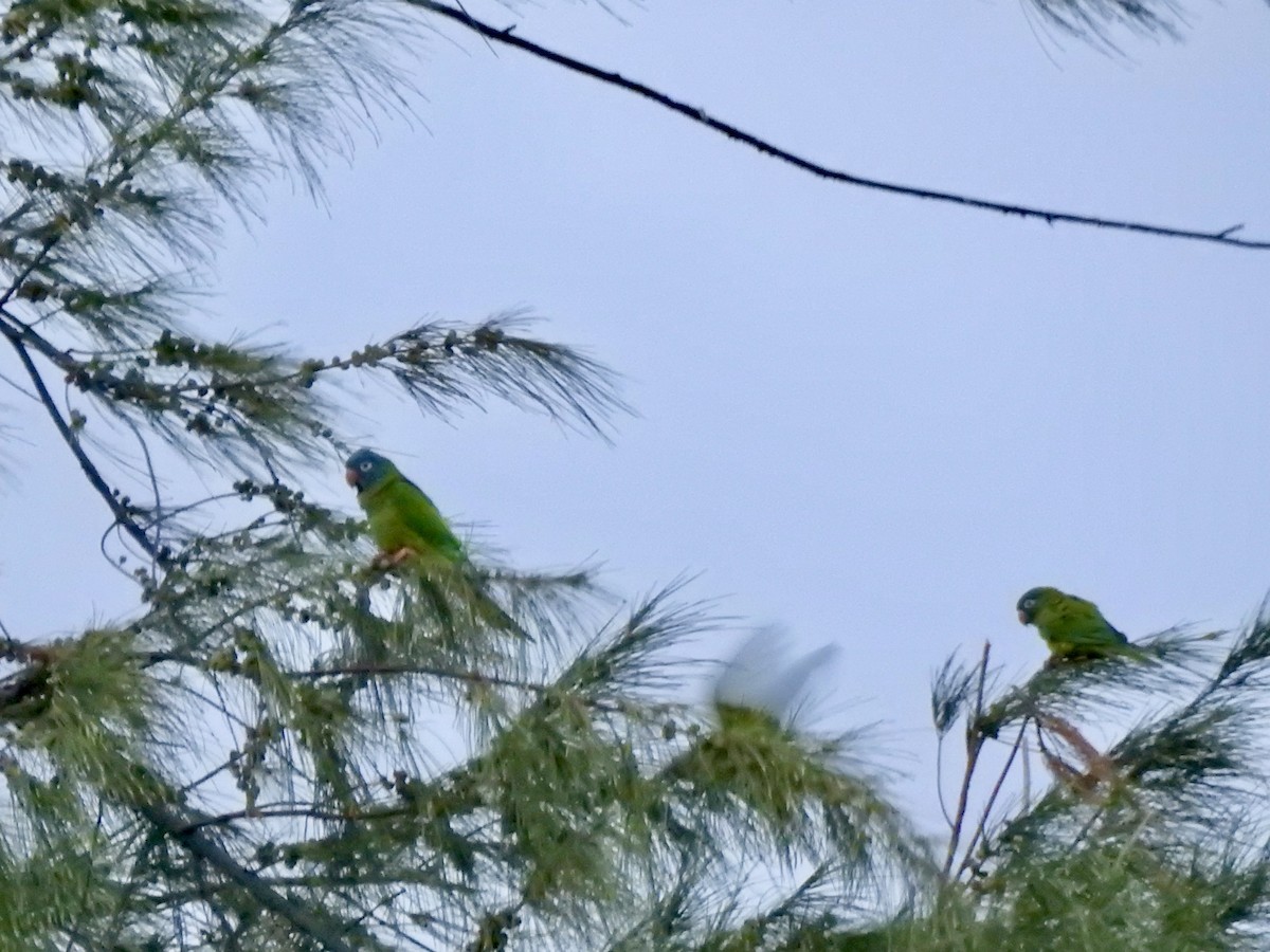 Blue-crowned Parakeet - ML621594619