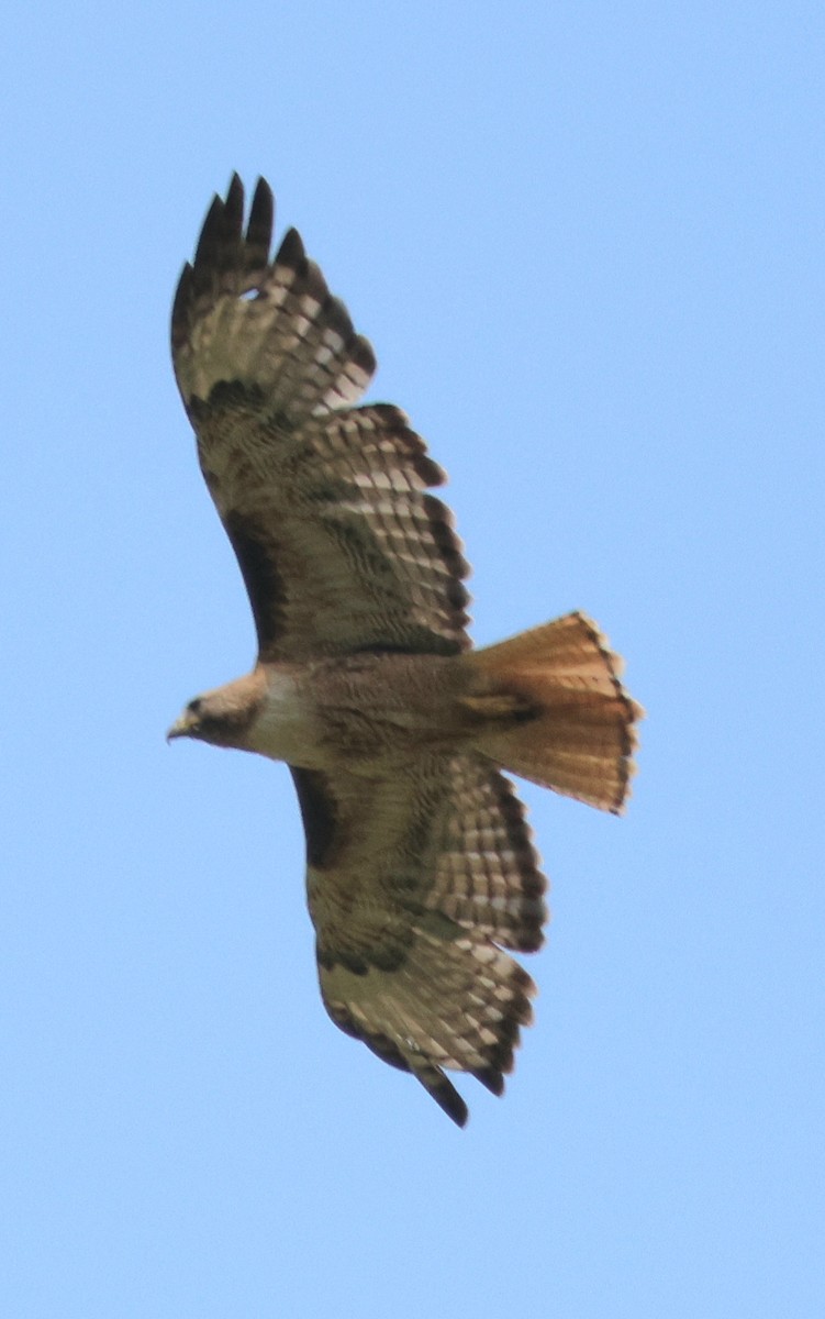Red-tailed Hawk - ML621594623