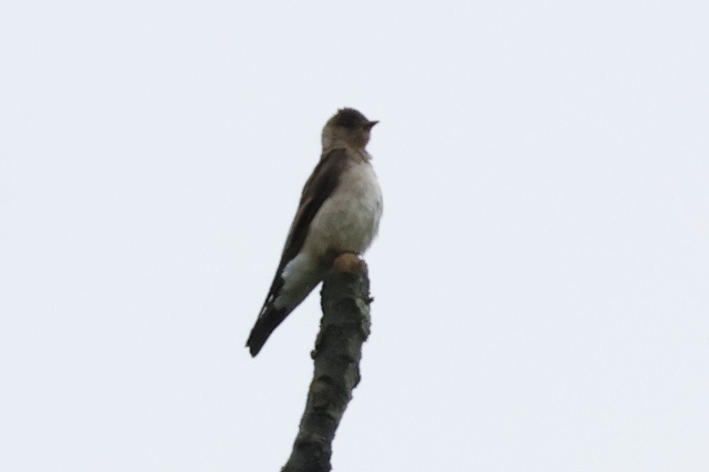 Southern Rough-winged Swallow - ML621594627