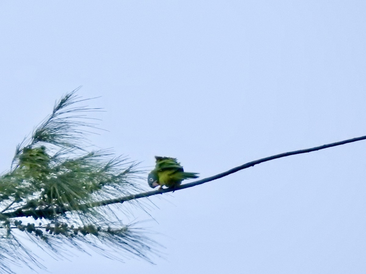 Blue-crowned Parakeet - ML621594628