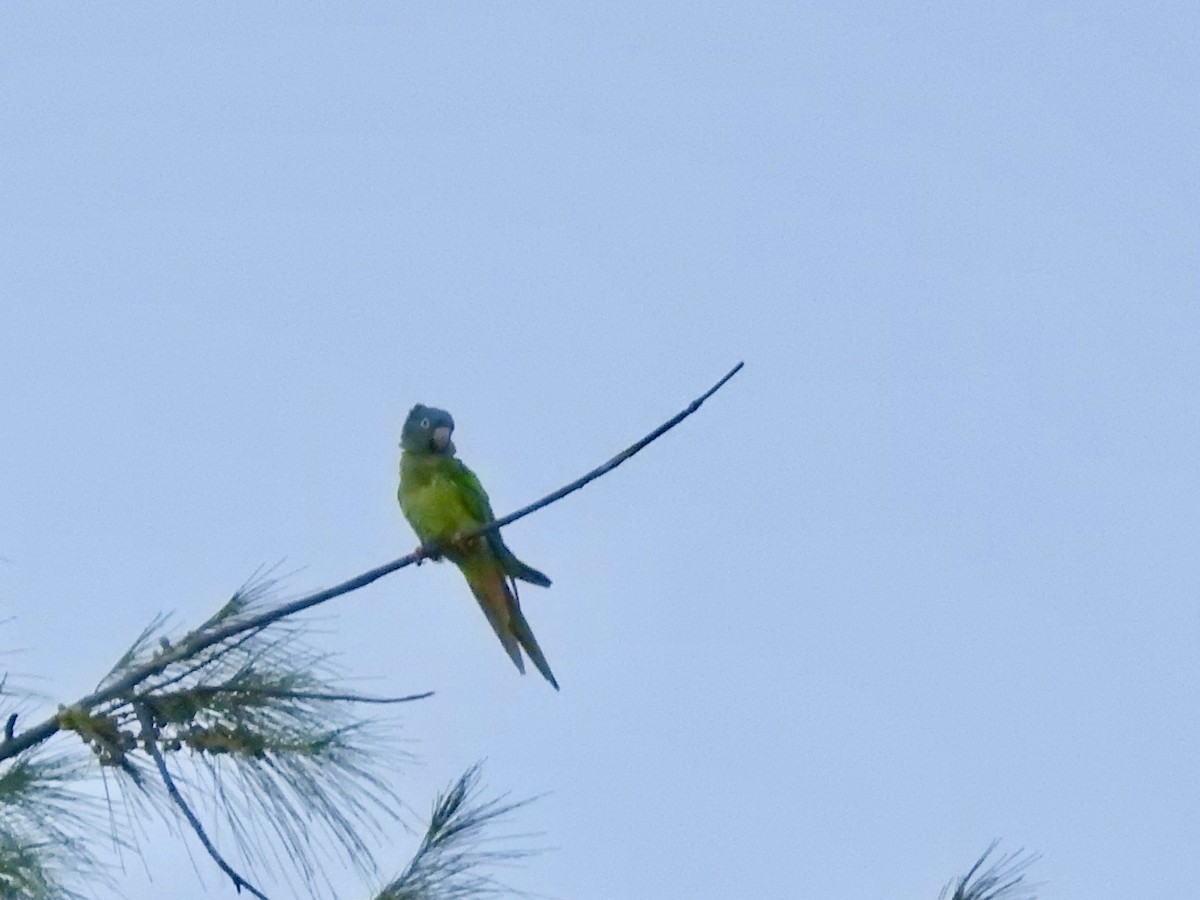 Blue-crowned Parakeet - ML621594629