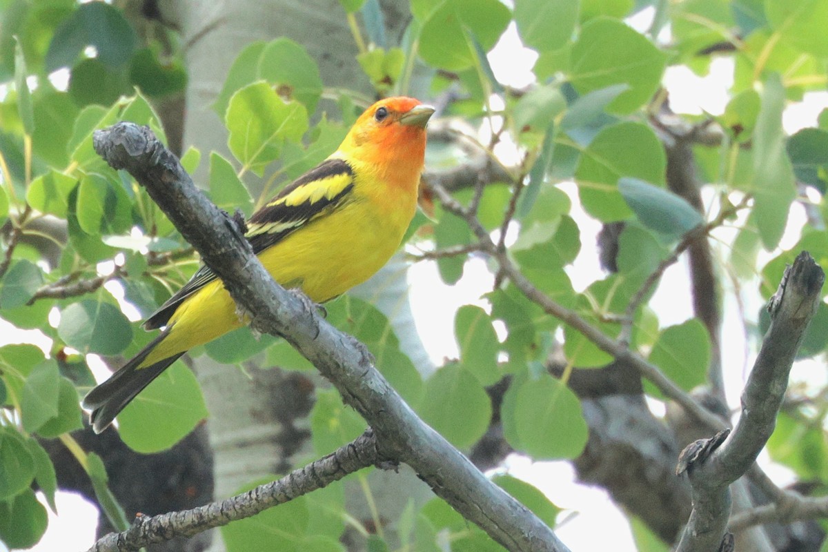 Western Tanager - ML621594641