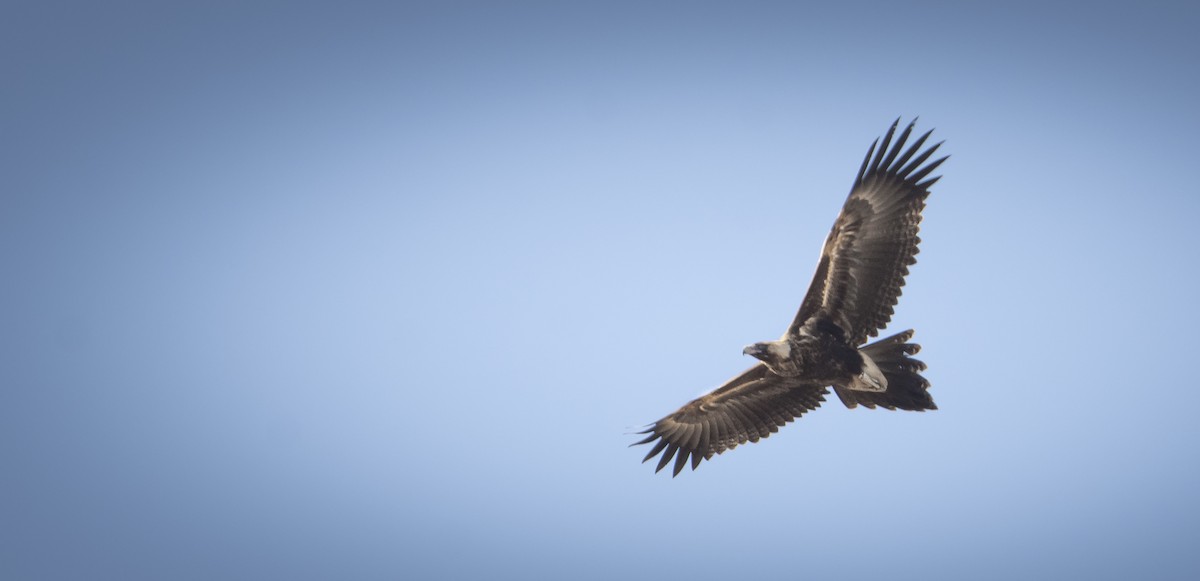 Wedge-tailed Eagle - ML621594797