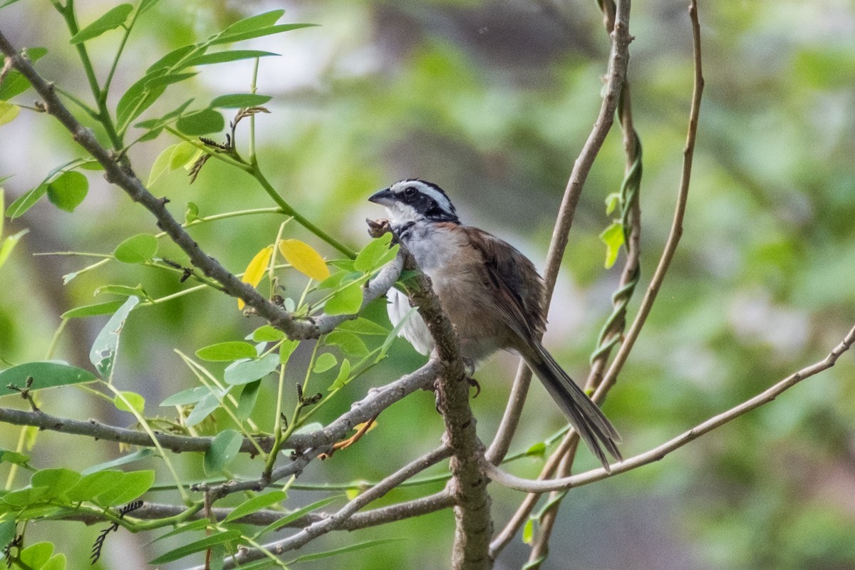 Stripe-headed Sparrow - ML621594798