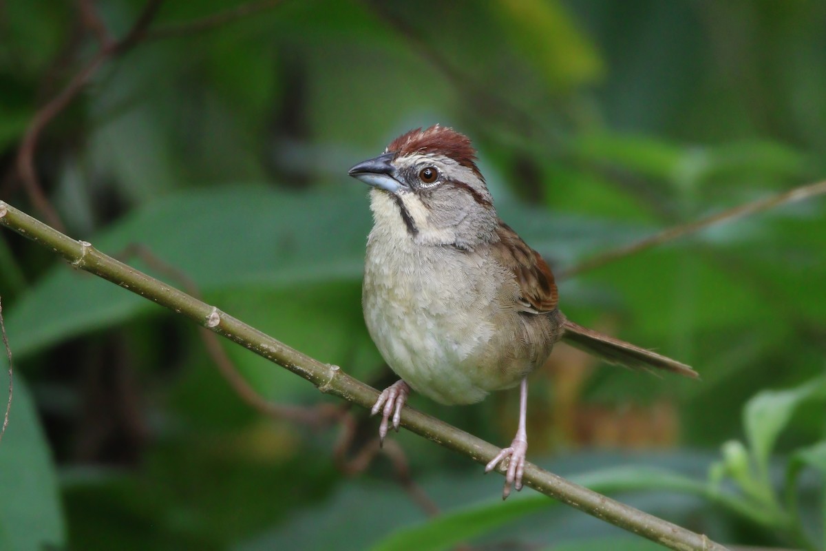 Rusty Sparrow - ML621594799