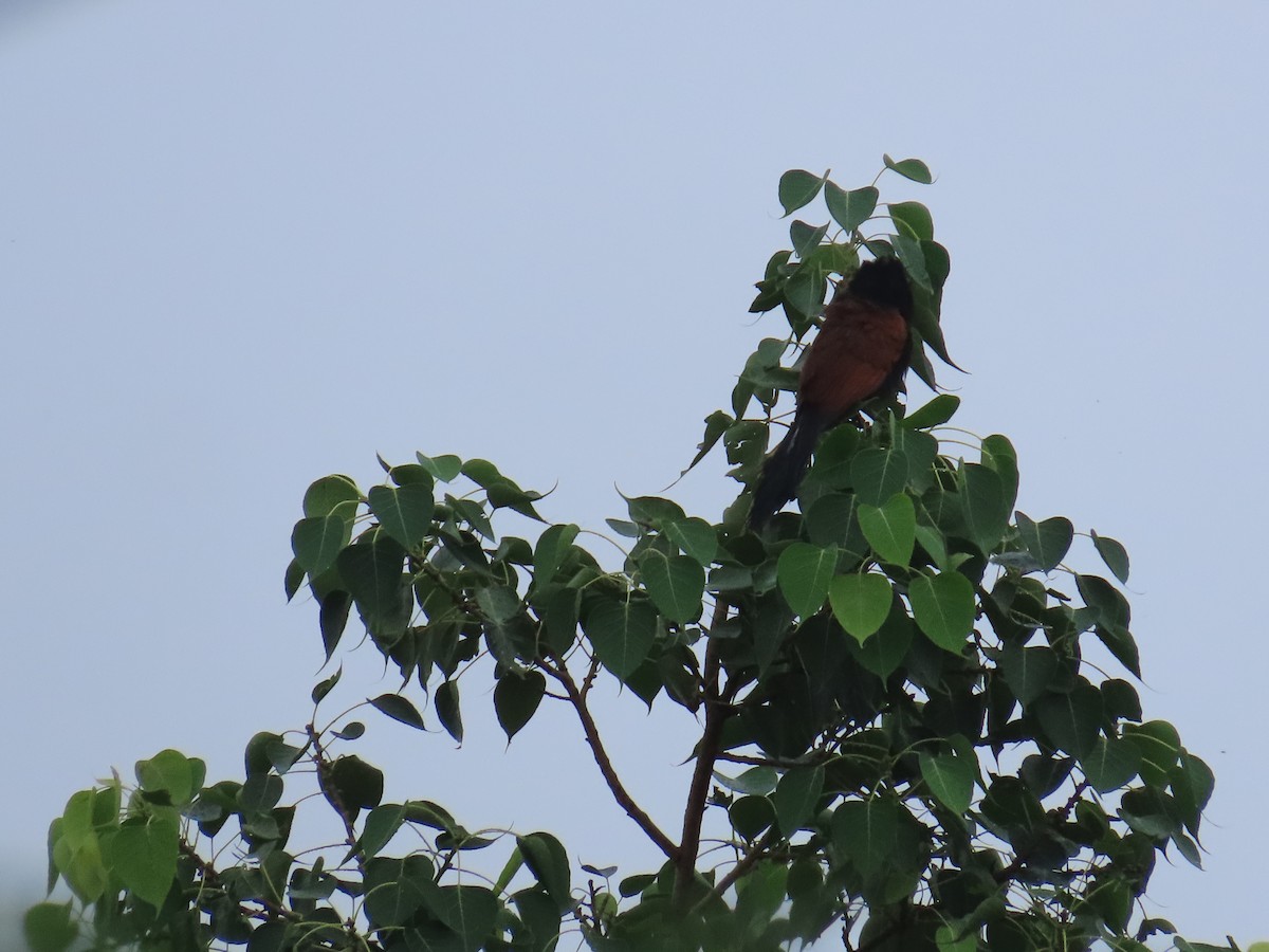 Greater Coucal - ML621594803