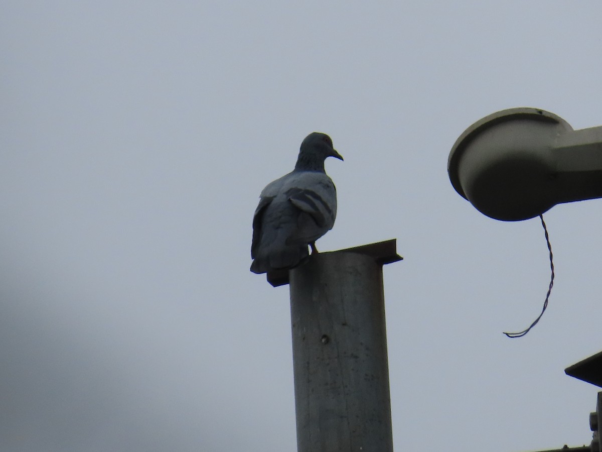 Rock Pigeon (Feral Pigeon) - ML621594807