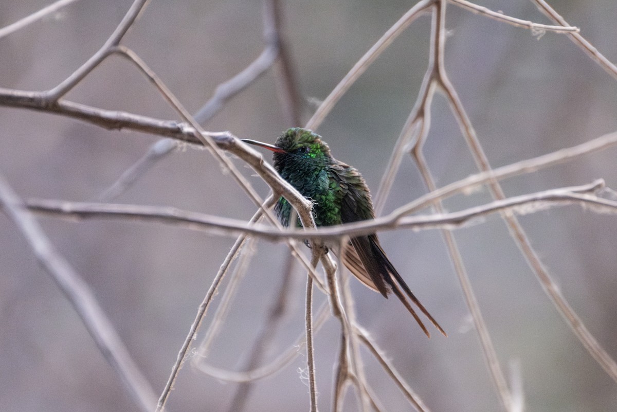 kolibřík zlatohlavý - ML621594815