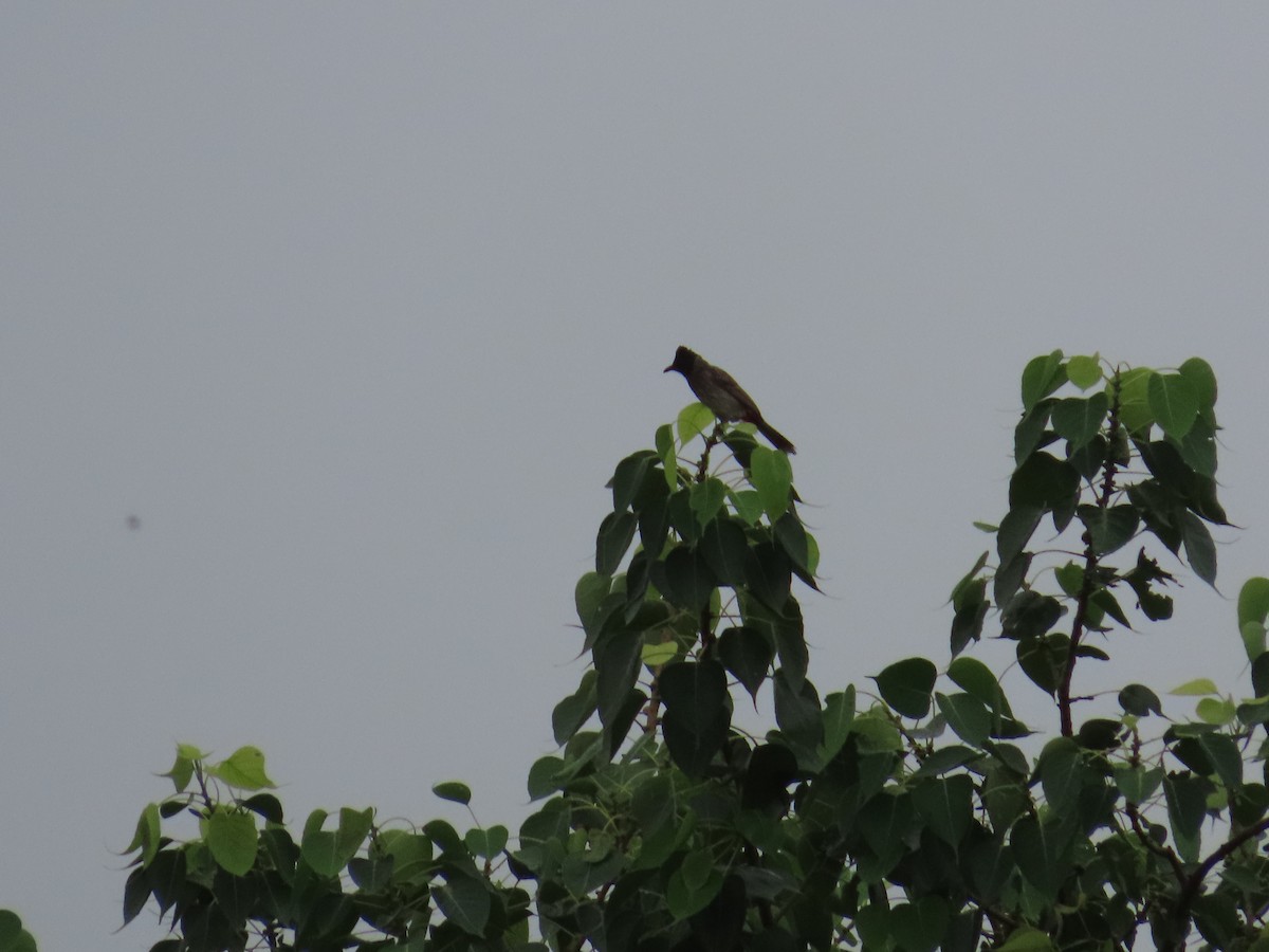 Red-vented Bulbul - ML621594820
