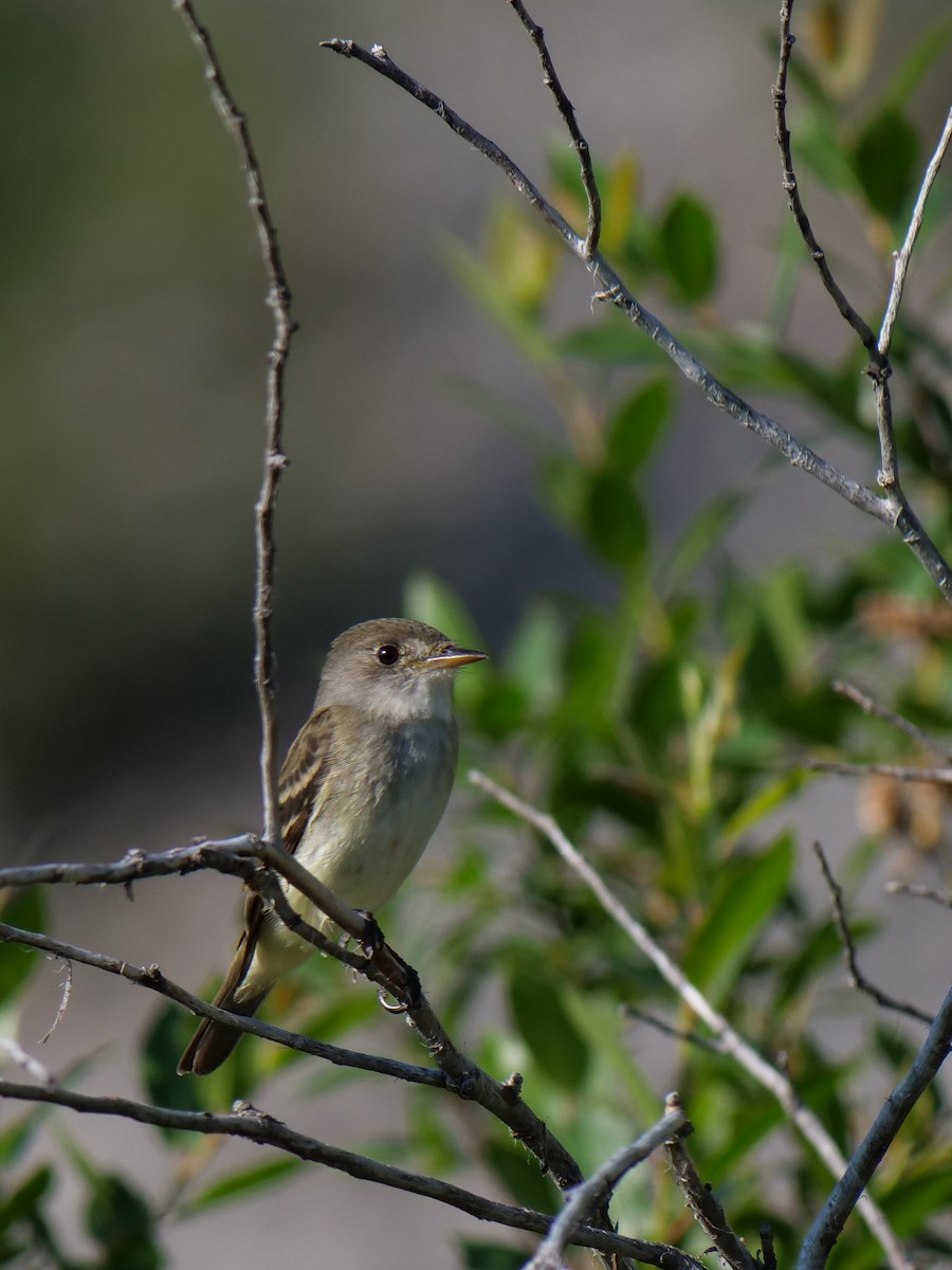 Willow Flycatcher - ML621594850