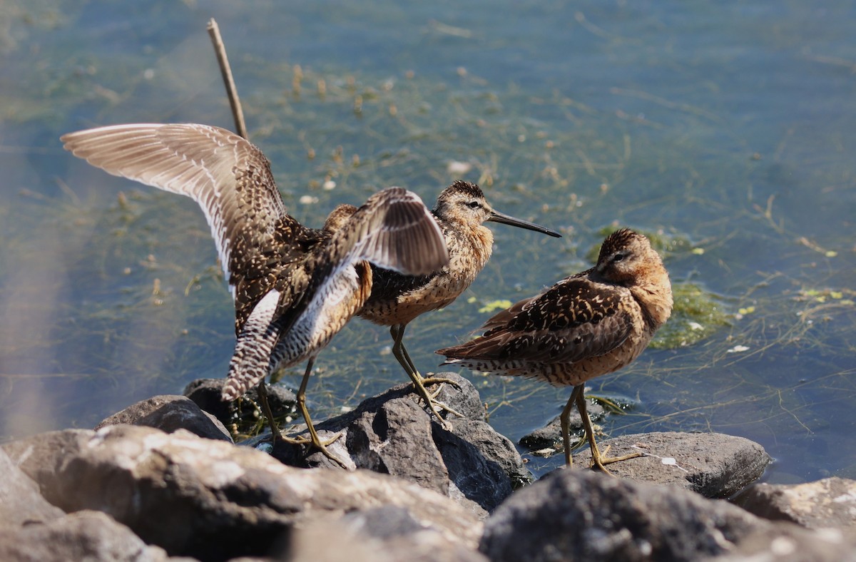 Long-billed Dowitcher - ML621594885