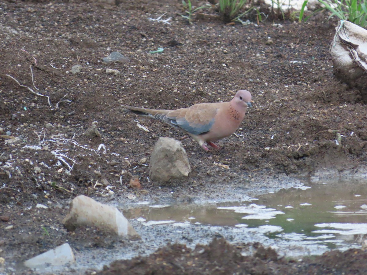 Laughing Dove - ML621594890