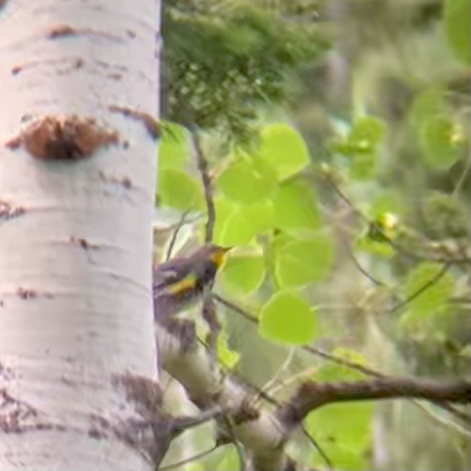Yellow-rumped Warbler (Audubon's) - ML621594898