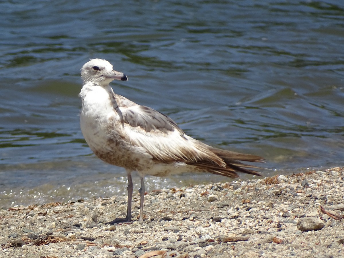 California Gull - ML621594911