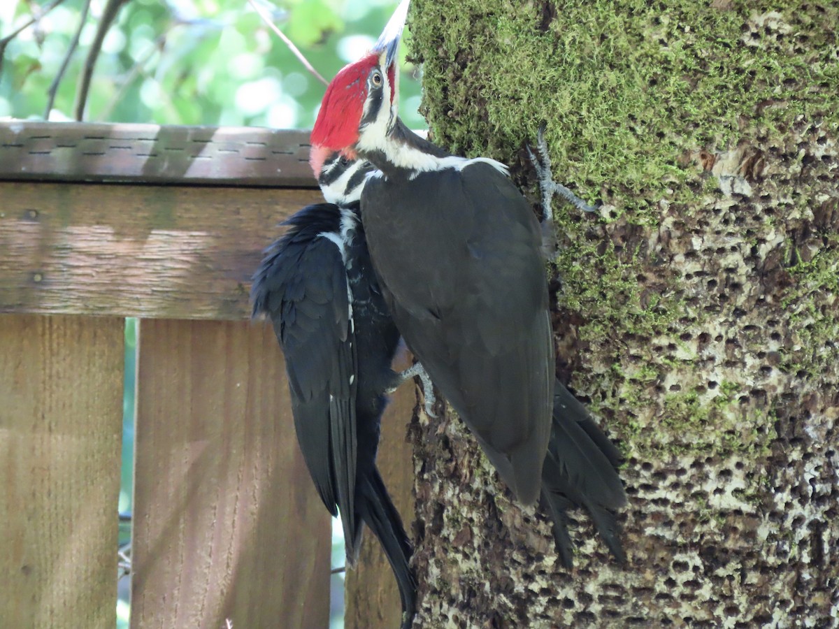 Pileated Woodpecker - ML621594935