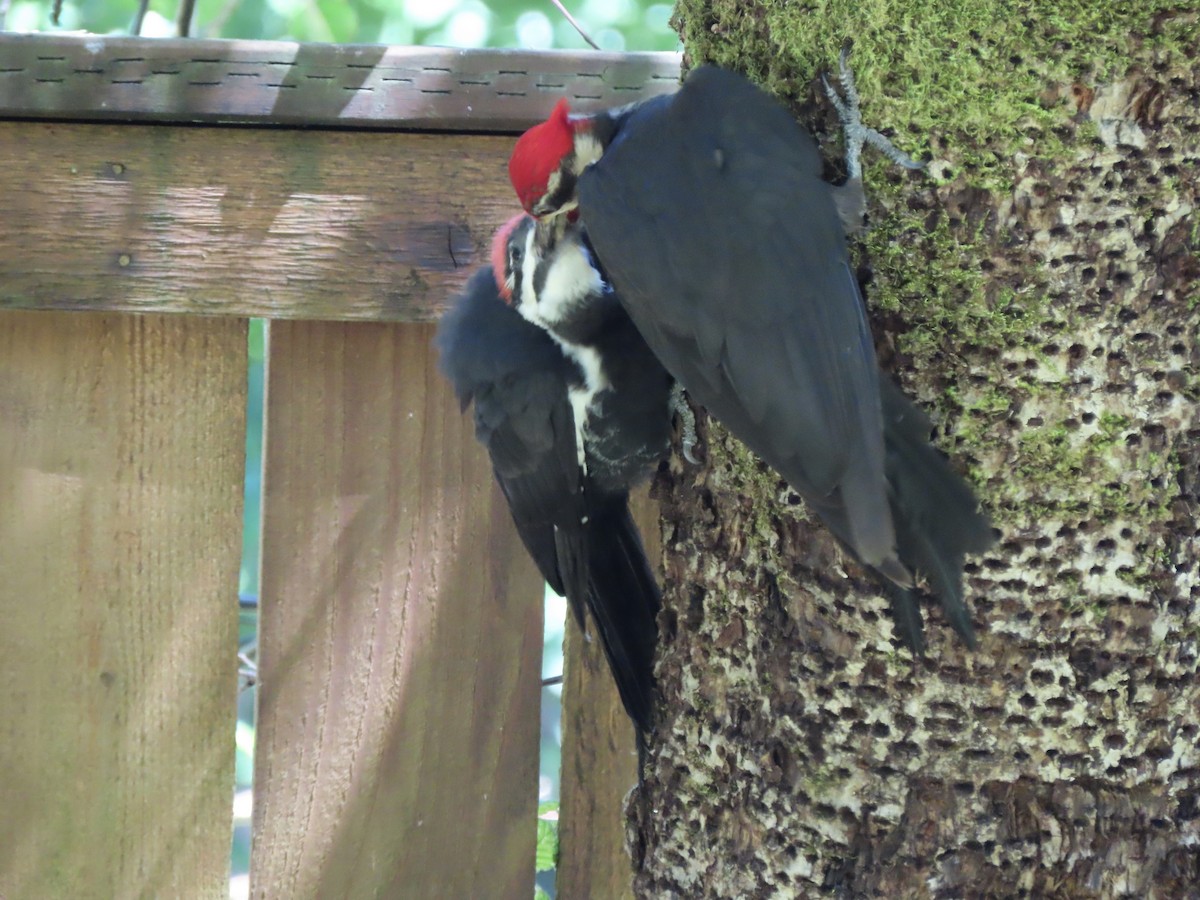 Pileated Woodpecker - ML621594940