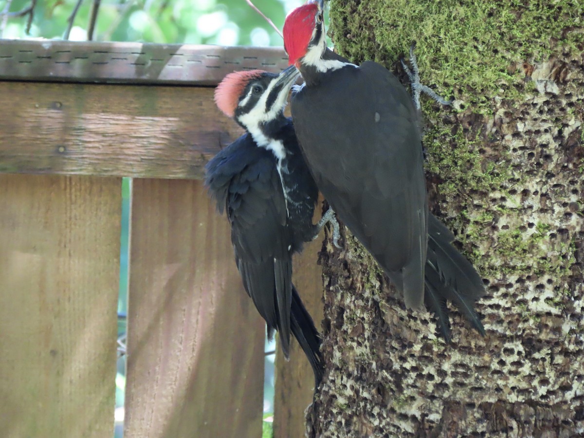 Pileated Woodpecker - ML621594945