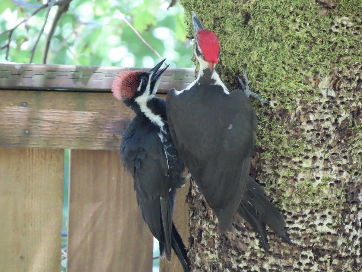 Pileated Woodpecker - ML621594947