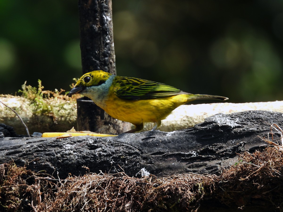 Silver-throated Tanager - ML621594950