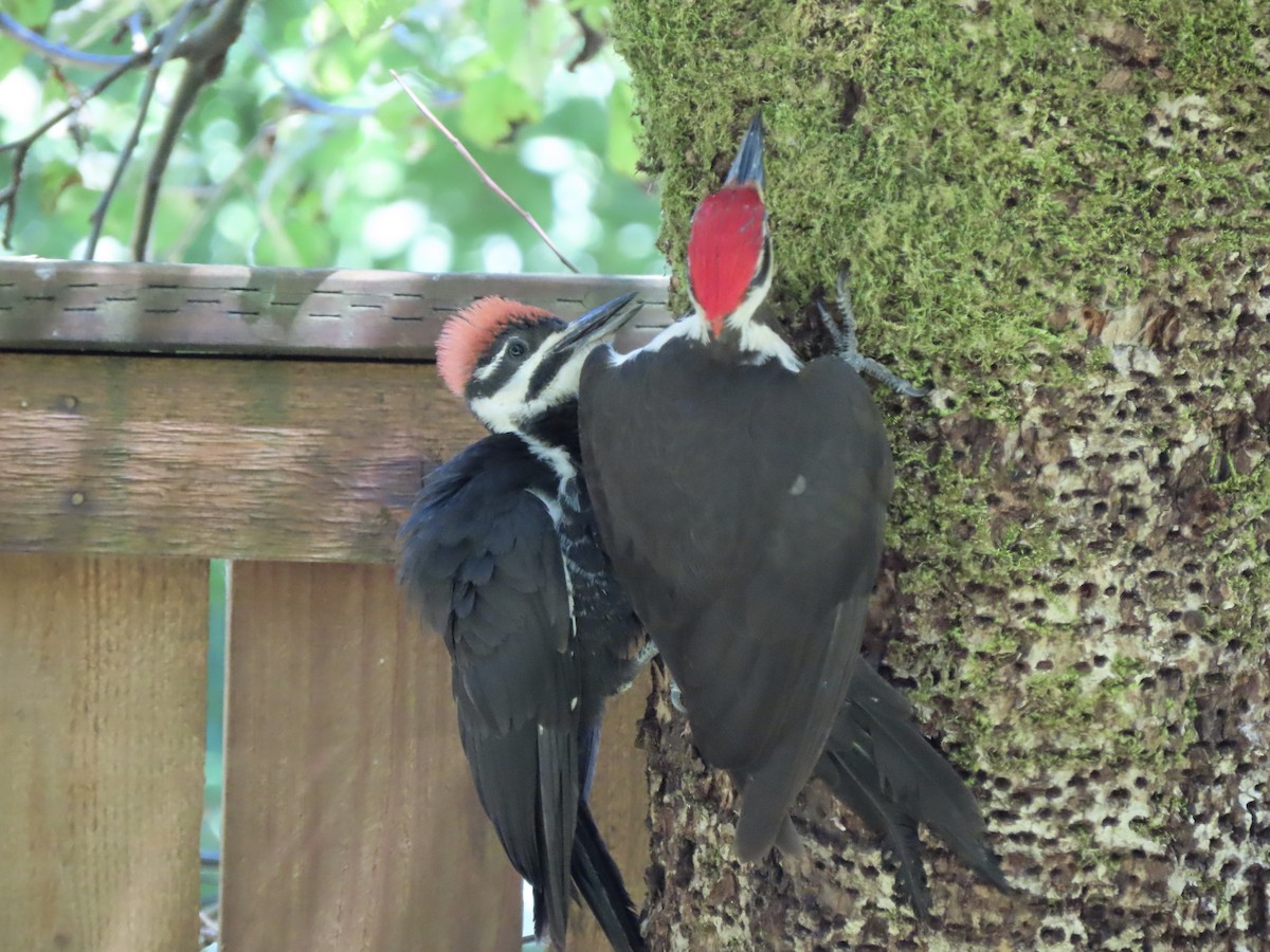 Pileated Woodpecker - ML621594951