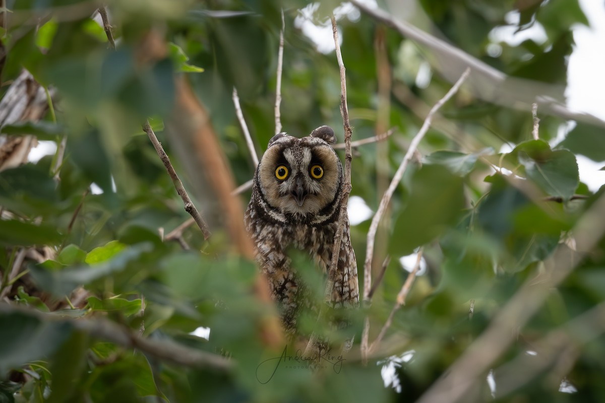 Long-eared Owl - ML621594955