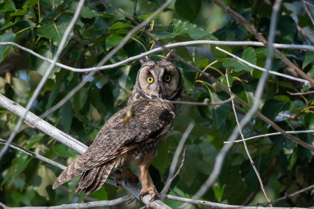 Long-eared Owl - ML621594956