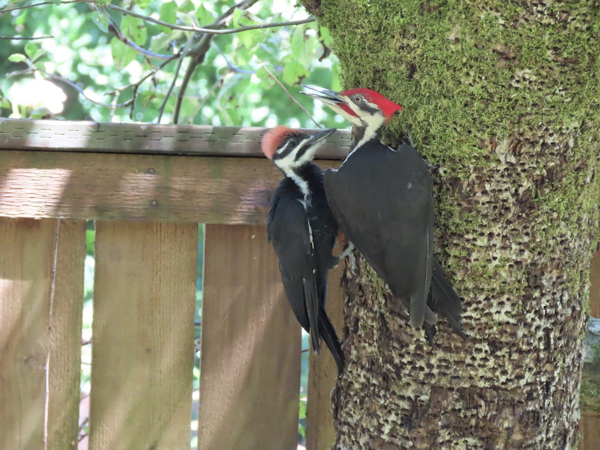 Pileated Woodpecker - ML621594959