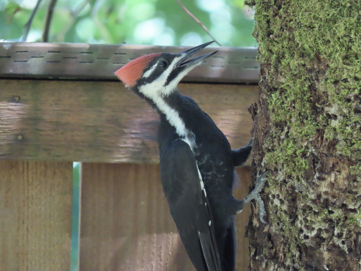 Pileated Woodpecker - ML621594963