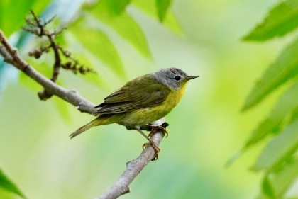 Nashville Warbler - ML621595028