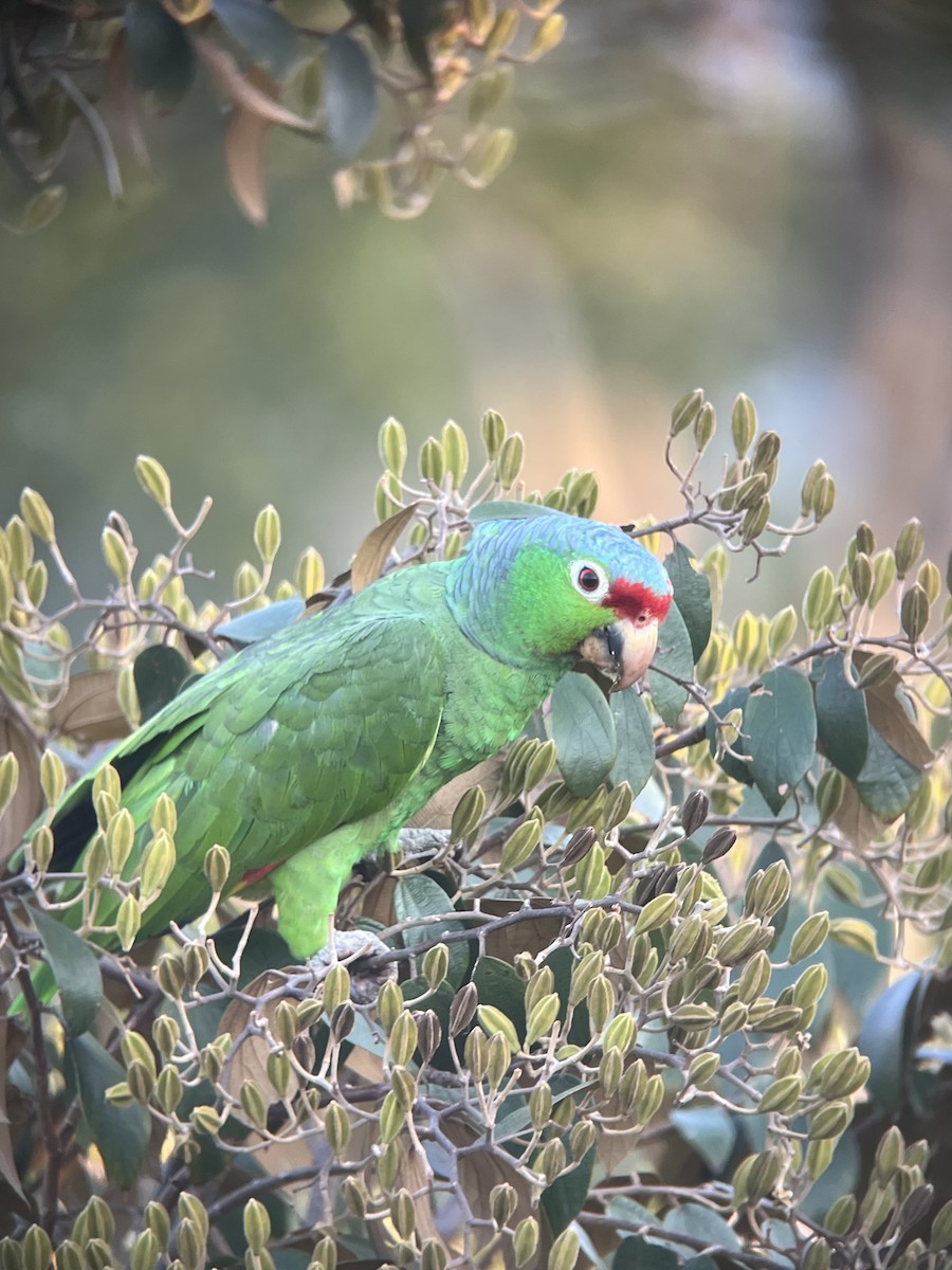 Red-lored Parrot - ML621595070