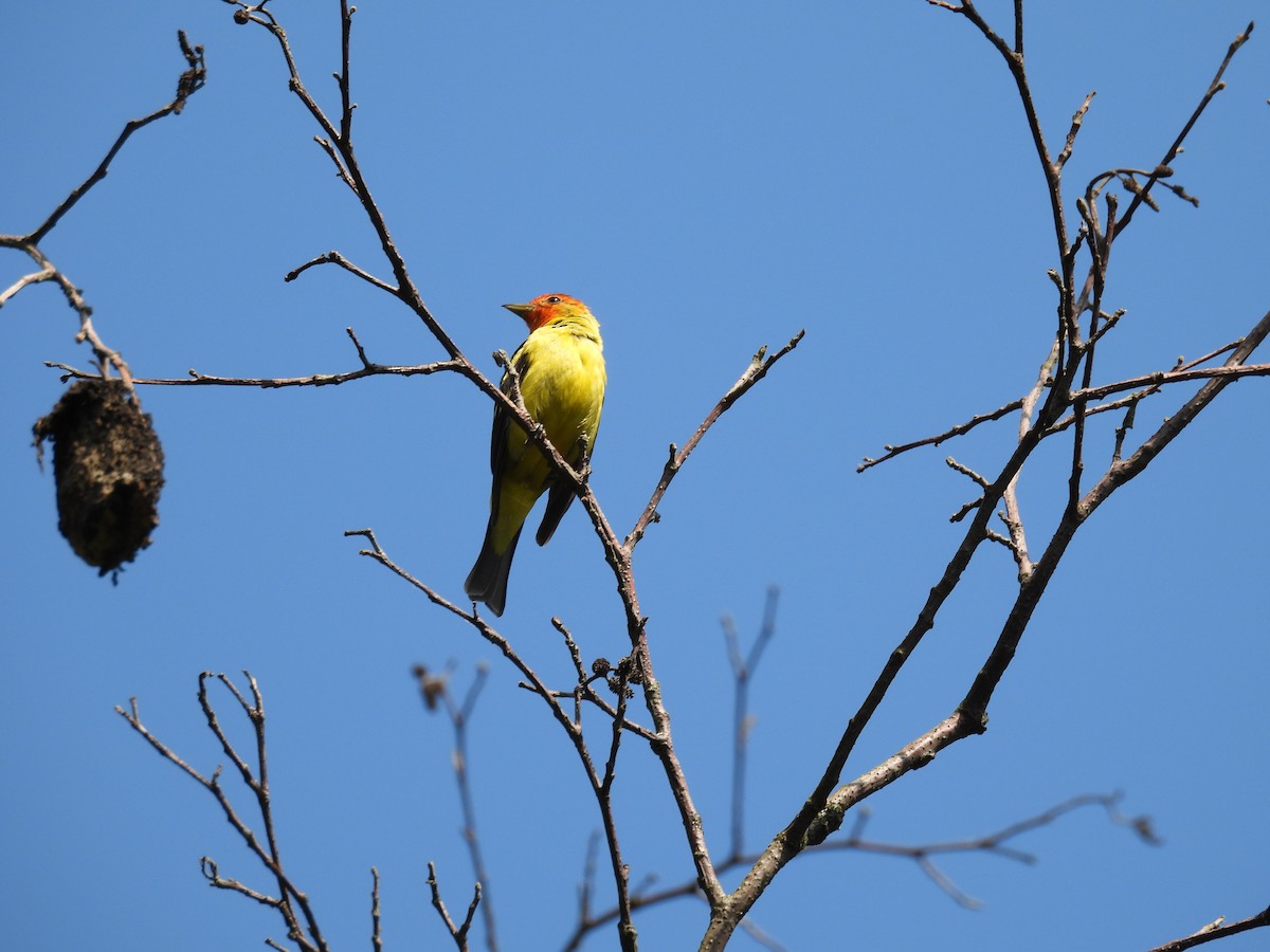 Western Tanager - ML621595073