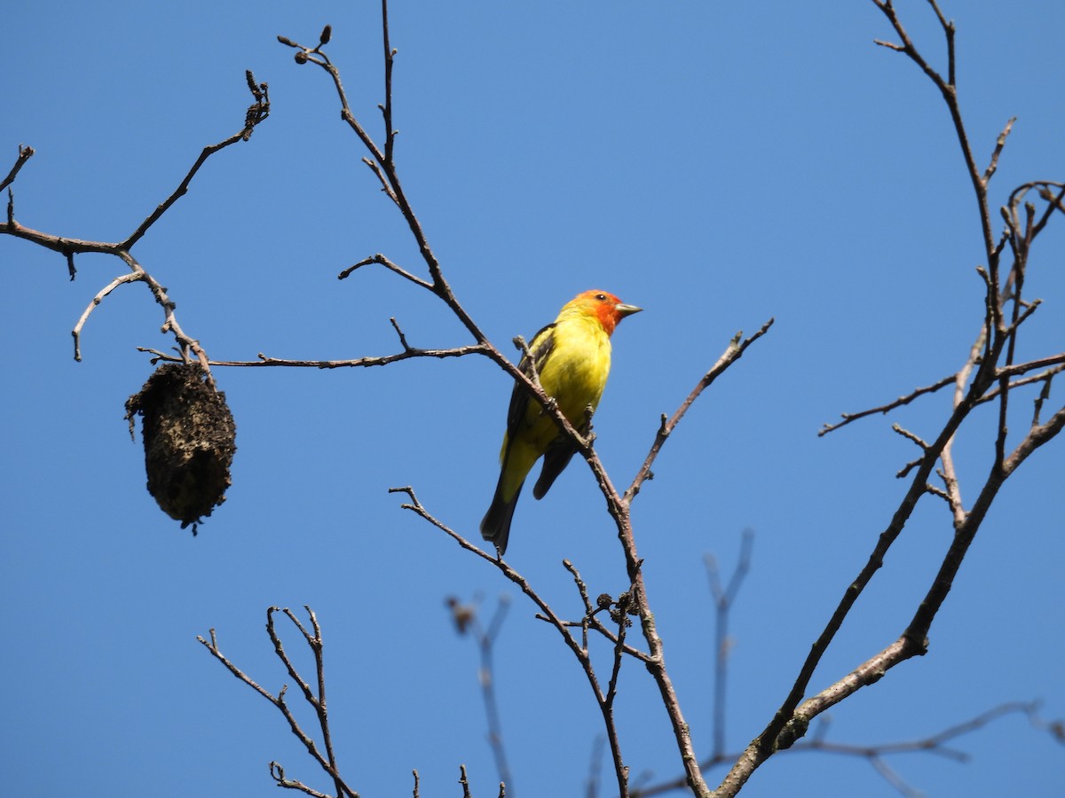 Western Tanager - ML621595074