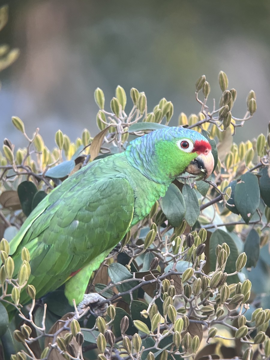 Red-lored Parrot - ML621595081