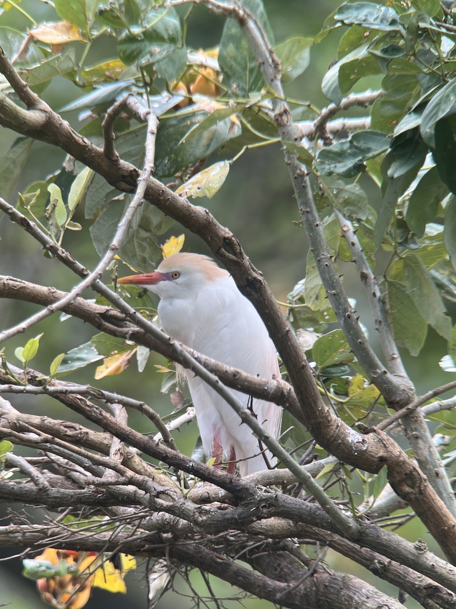 Western Cattle Egret - ML621595097