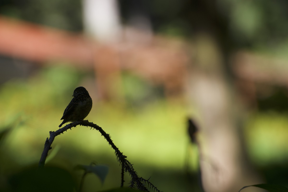 Ferruginous Flycatcher - ML621595153