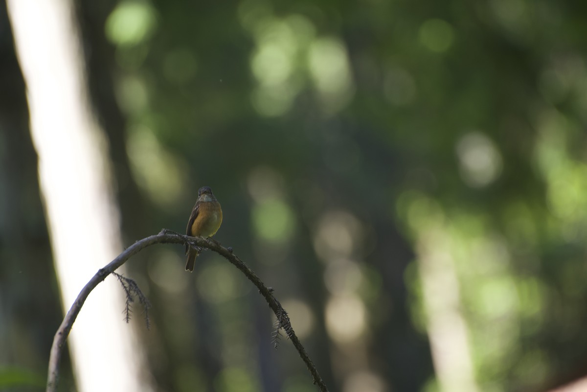 Ferruginous Flycatcher - ML621595154