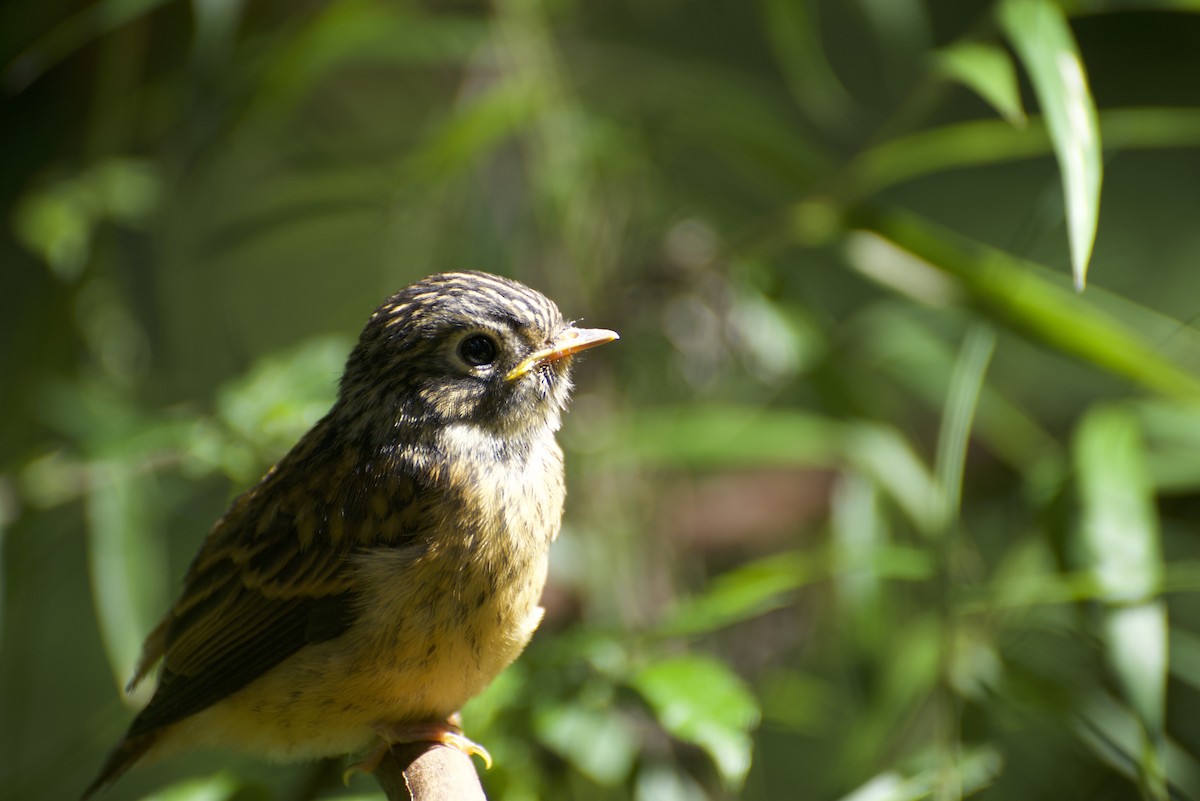 Ferruginous Flycatcher - ML621595156