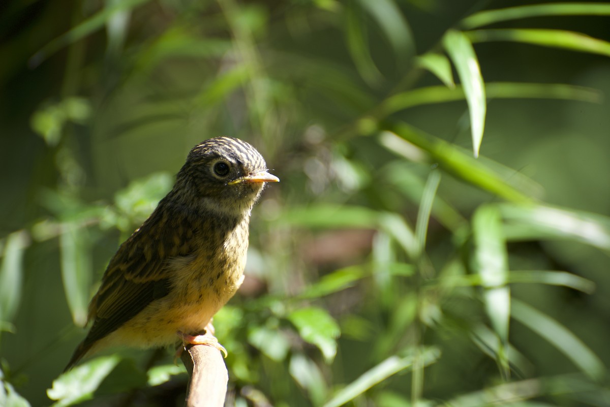 Ferruginous Flycatcher - ML621595157